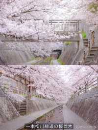 Fukuoka in Sakura Season~🌸🇯🇵✨