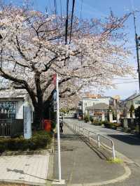 ซากุระบานที่ Negawa River เมือง Tachikawa ชิลล