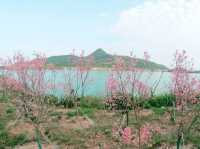 深圳鹽田綠道春日遊：梅沙尖