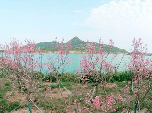 深圳鹽田綠道春日遊：梅沙尖