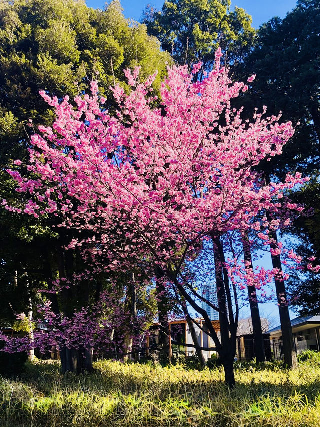 Step into Spring: Hiking and Blooms at Shinjuku Gyoen National Garden