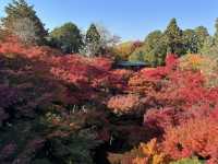 Tofuku-ji อีกวัดดูใบไม้แดงที่ไม่ควรพลาดที่ kyoto