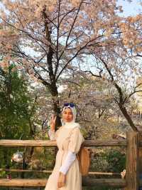 Sunset 🌅 and romantic cherry blossom view from Namsan Tower🗼