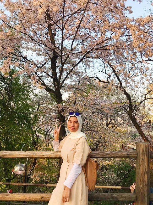 Sunset 🌅 and romantic cherry blossom view from Namsan Tower🗼