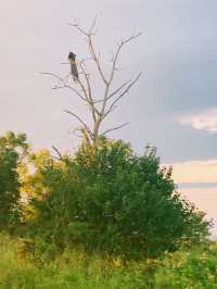 Wild safari magic in Udalawawe 
