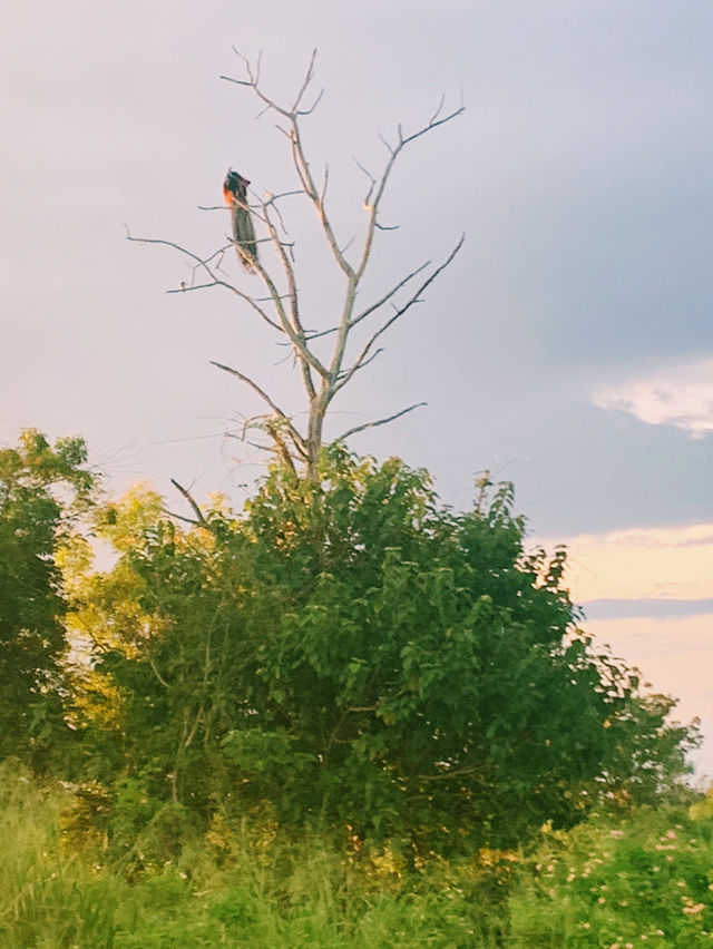 Wild safari magic in Udalawawe 