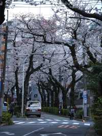 【東京】行かなきゃそんな‼️桜のトンネルを歩こう🚶‍♀️※周辺観光情報付き