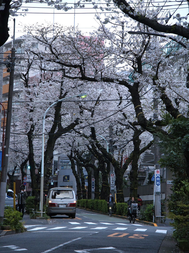 【東京】行かなきゃそんな‼️桜のトンネルを歩こう🚶‍♀️※周辺観光情報付き