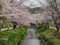 Chasing Sakura at Oshino Hakkai Village