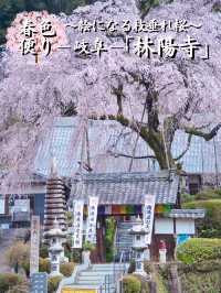 【岐阜】行かなきゃ損‼️樹齢200年のしだれ桜は圧巻🤩穴場すぎる！