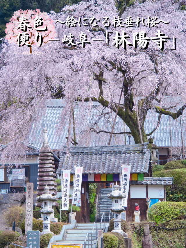 【岐阜】行かなきゃ損‼️樹齢200年のしだれ桜は圧巻🤩穴場すぎる！