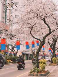 : 제주 가볼만 한 곳 : 제주 전농로 벚꽃길