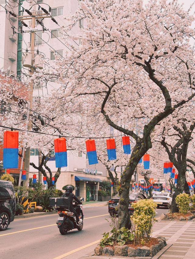 : 제주 가볼만 한 곳 : 제주 전농로 벚꽃길