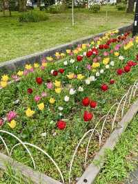 Spring Bliss at Shiba Park: A Hidden Cherry Blossom Spot