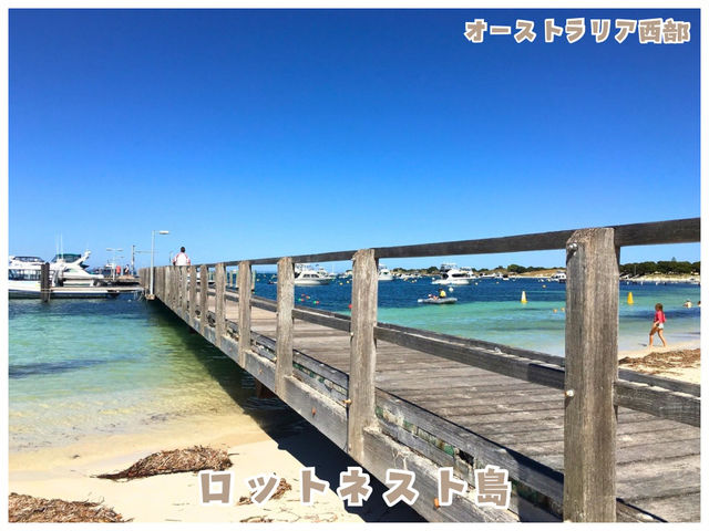 【オーストラリア西部】動物界のアイドル‼︎クォッカに会える唯一の島＊ロットネスト島＊