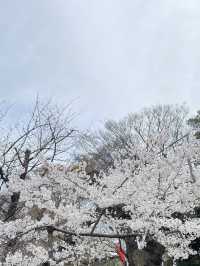 Ueno Park: Tokyo's Ultimate Cherry Blossom Dream