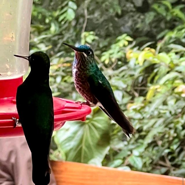 Costa Rica’s Monteverde Cloud Forest – A Lush Eco-Paradise