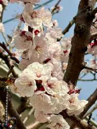 京都河津賞櫻🌸之旅🩵