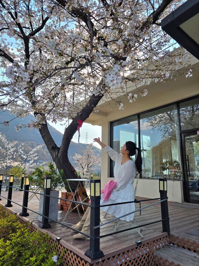 벚꽃엔딩전 가봐야할 낭만가득 밀양카페🌸