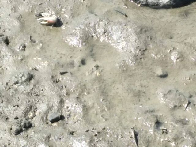 #香山濕地- 新竹市香山區