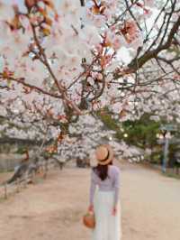 朝日に染まる桜🌸💓