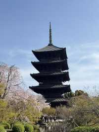 【京都】まだ間に合う！関西の桜スポット！