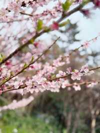 Cherry blossoms at seogwipo