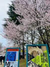 上野の桜 花見スポットまとめ（2025年版）