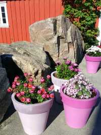LOFOTEN IN BLOOM
