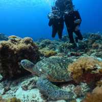 🤿潛進綠島的藍色奇遇！與海龜🌊🐢共游、牛港魚🐟擦身而過的神奇體驗🤩