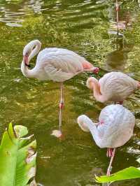 Explore Bird Lake in Kowloon Park
