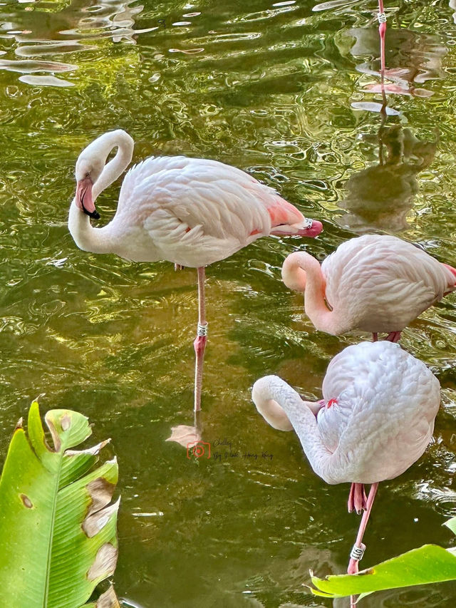 Explore Bird Lake in Kowloon Park