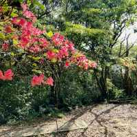 一抹山林紅：獅仔頭山春日金毛杜鵑花季