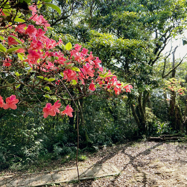 一抹山林紅：獅仔頭山春日金毛杜鵑花季
