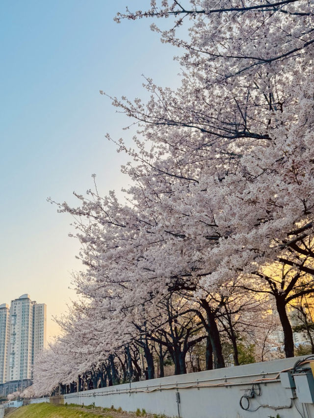 Anyangcheon Cherry Blossom Path (Yangcheon-gu Side): A Seoul Springtime Stroll 