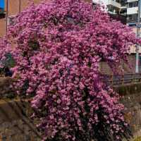 東京近郊的私房賞櫻秘境---松戶坂川河津櫻