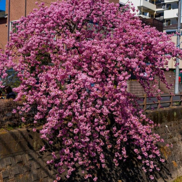 東京近郊的私房賞櫻秘境---松戶坂川河津櫻