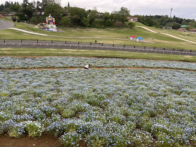 東京ドイツ村 ネモフィラ