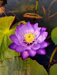 South China Botanical Garden– Guangzhou’s Lush Green Sanctuary