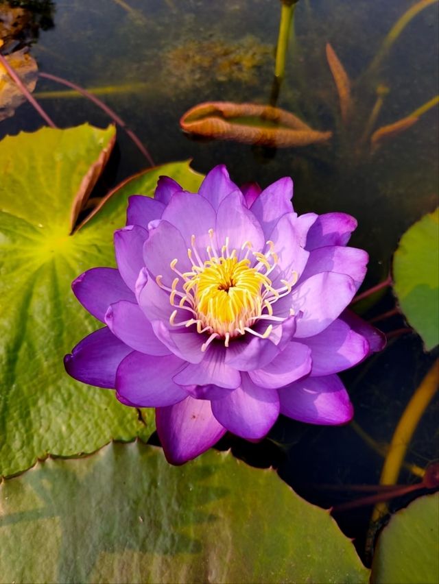 South China Botanical Garden– Guangzhou’s Lush Green Sanctuary