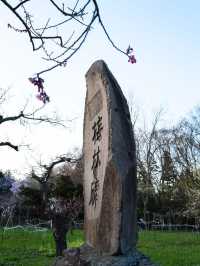 “Maruyama Park: Where Sakura and Sapporo’s Spirit Bloom Together”