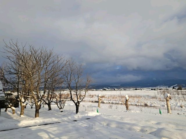 北海道旅遊🥳參觀富田農場😍免費任玩迷你雪兜場🤣刺激好玩🥰欣賞大自然雪景❄️