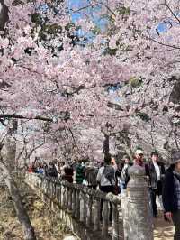 Blush of History: Sakura in the Shadows of Takato Castle