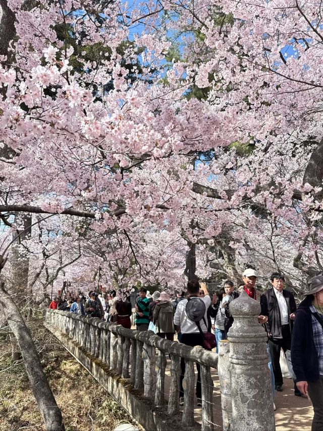 Blush of History: Sakura in the Shadows of Takato Castle