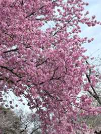 Echoes of Spring: The Hidden Beauty of Yoshino