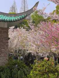 Blossoms of the City: Springtime Serenity at Gucun Park