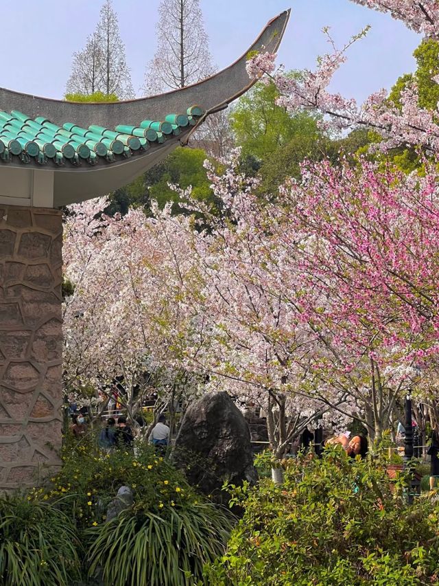 Blossoms of the City: Springtime Serenity at Gucun Park