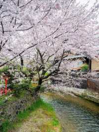 Gion Shirakawa in April — A Hidden Kyoto Spring Poem