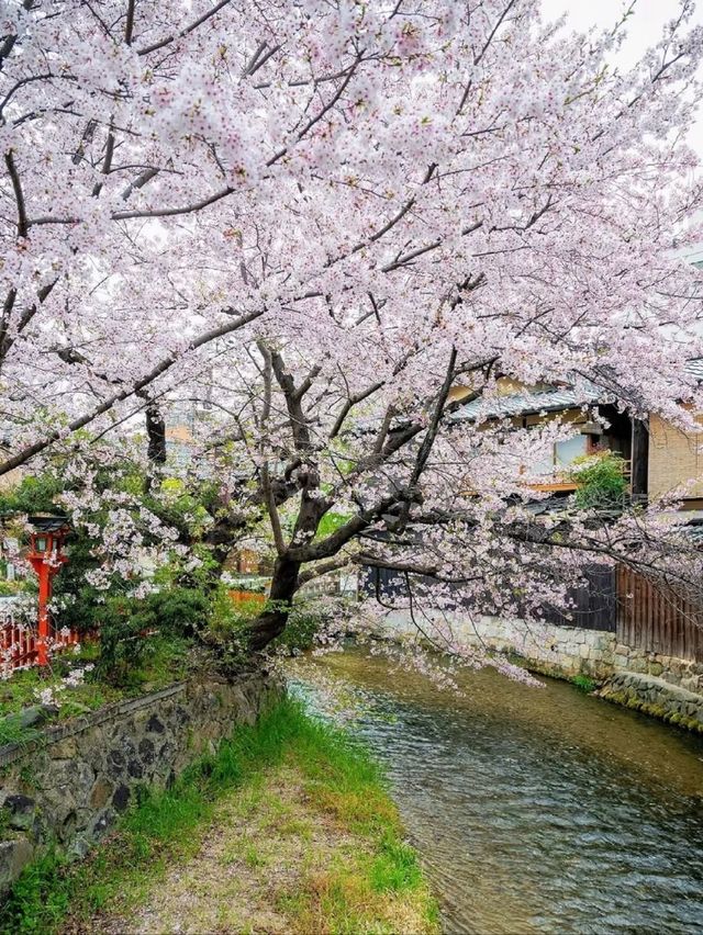 Gion Shirakawa in April — A Hidden Kyoto Spring Poem
