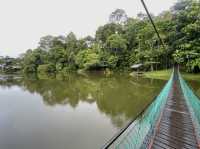 Sepilok Adventures: Where Orangutans Stole My Heart (And Almost My Lunch!)"** 🌿🐒  